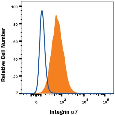 ITGA7 Antibody in Flow Cytometry (Flow)
