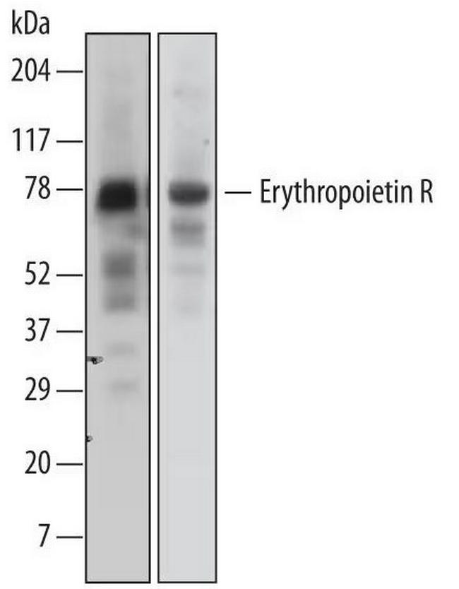 EpoR Antibody in Western Blot (WB)