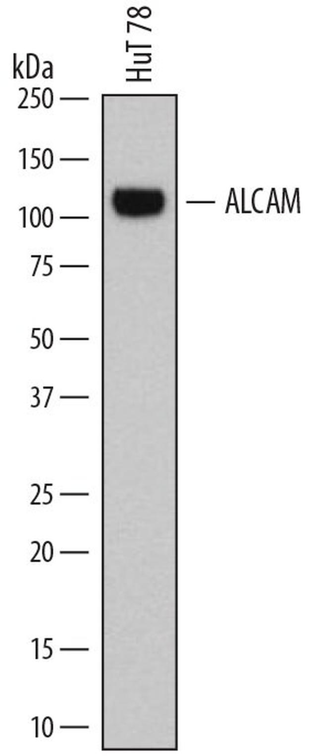 CD166 Antibody in Western Blot (WB)