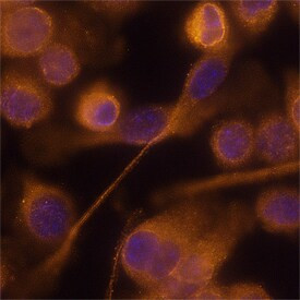 RELM alpha Antibody in Immunocytochemistry (ICC/IF)