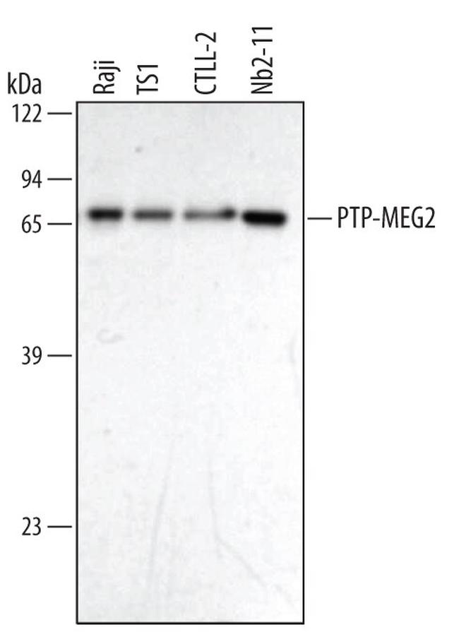 MEG2 Antibody in Western Blot (WB)