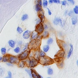 CRISP3 Antibody in Immunohistochemistry (Paraffin) (IHC (P))