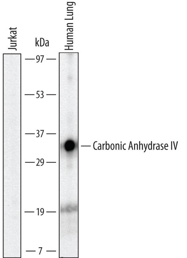Carbonic Anhydrase IV Antibody in Western Blot (WB)