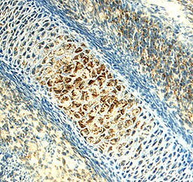 CHRDL2 Antibody in Immunohistochemistry (Frozen) (IHC (F))