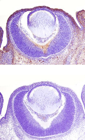 Syntaxin 2 Antibody in Immunohistochemistry (Frozen) (IHC (F))
