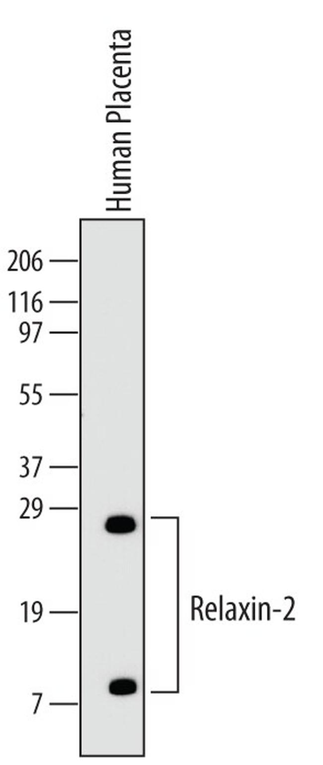Relaxin 2 Antibody in Western Blot (WB)