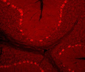 AMIGO3 Antibody in Immunohistochemistry (Frozen) (IHC (F))