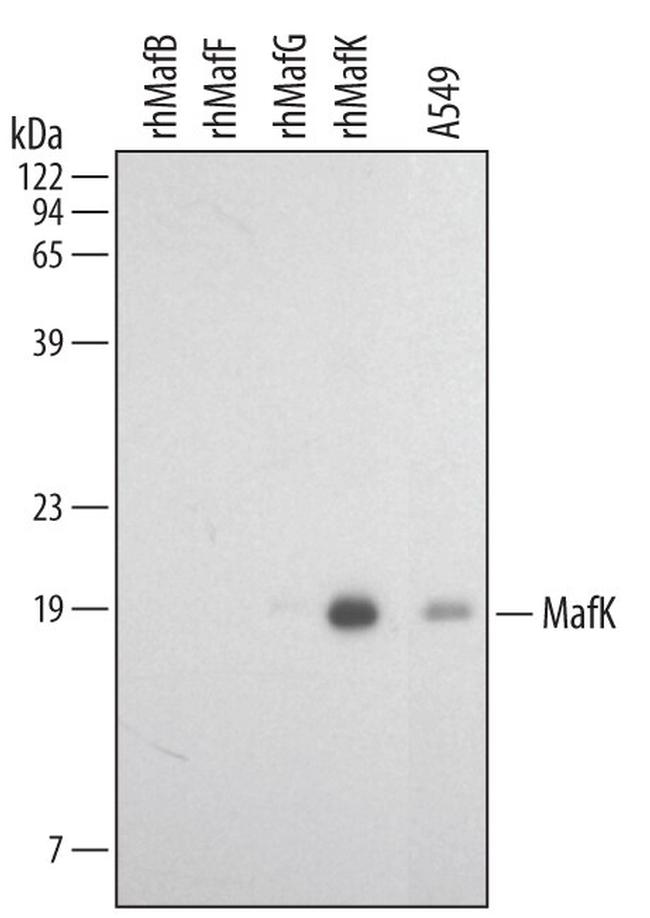 MAFK Antibody in Western Blot (WB)
