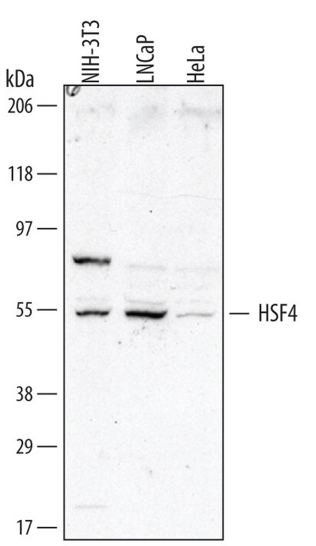 HSF4 Antibody in Western Blot (WB)