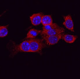 ATG4A Antibody in Immunocytochemistry (ICC/IF)