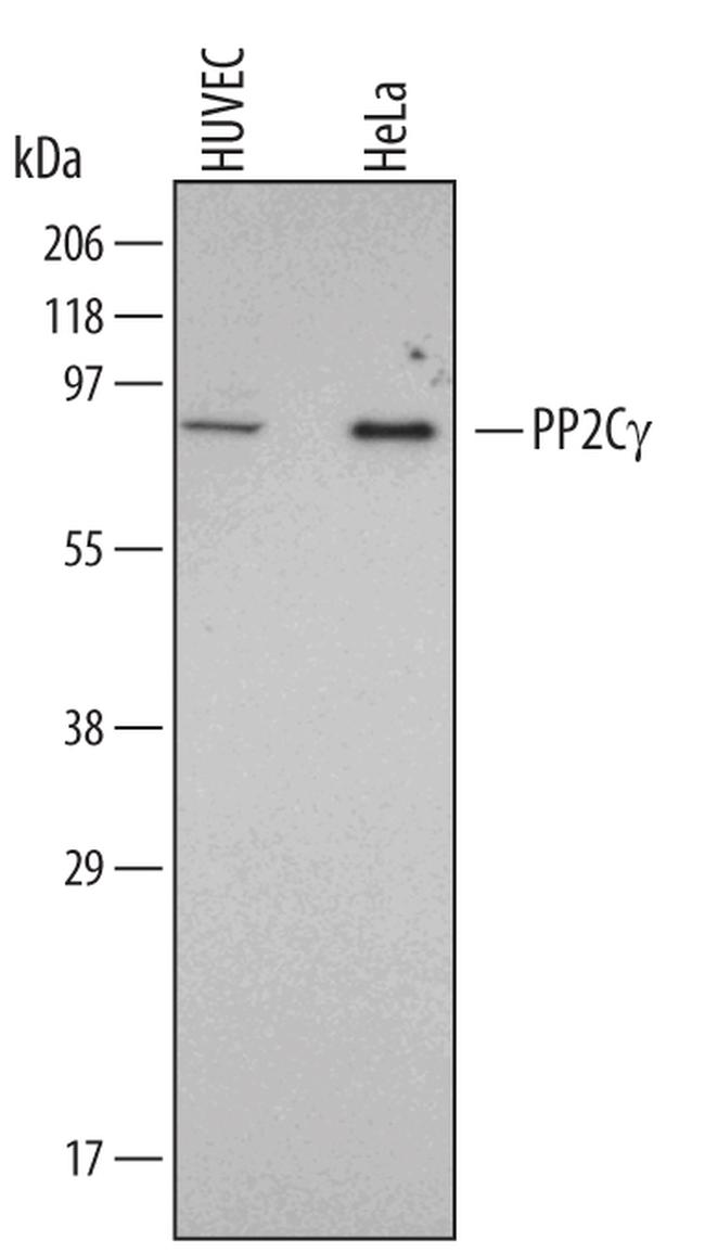 PPM1G Antibody in Western Blot (WB)