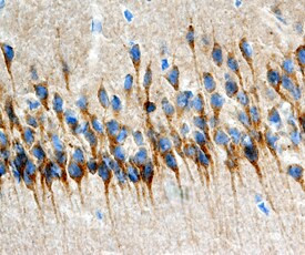 SEZ6L2 Antibody in Immunohistochemistry (Frozen) (IHC (F))