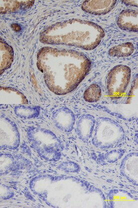 Prostasin Antibody in Immunohistochemistry (Paraffin) (IHC (P))