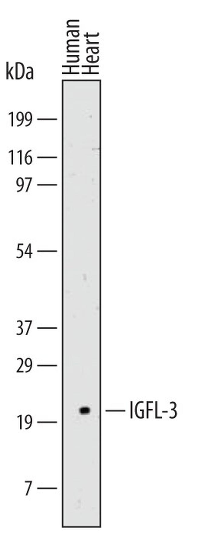 IGFL3 Antibody in Western Blot (WB)