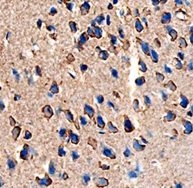 ANGPTL7 Antibody in Immunohistochemistry (Frozen) (IHC (F))