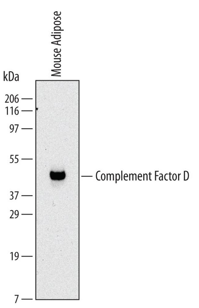 Complement Factor D Antibody in Western Blot (WB)