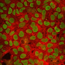 FBXO15 Antibody in Immunocytochemistry (ICC/IF)