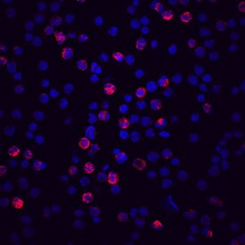 CFHR4 Antibody in Immunocytochemistry (ICC/IF)