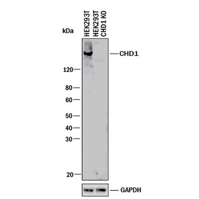 CHD1 Antibody in Western Blot (WB)