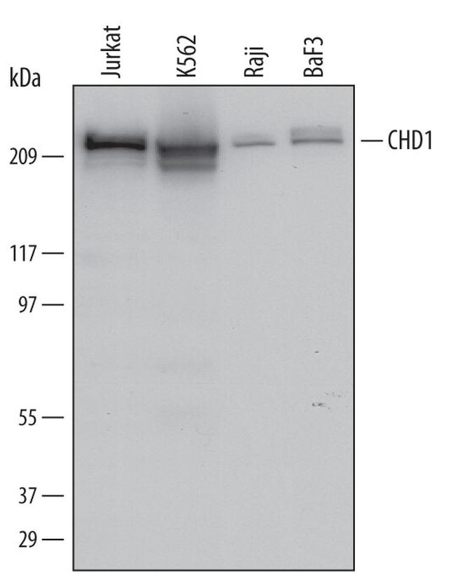 CHD1 Antibody in Western Blot (WB)
