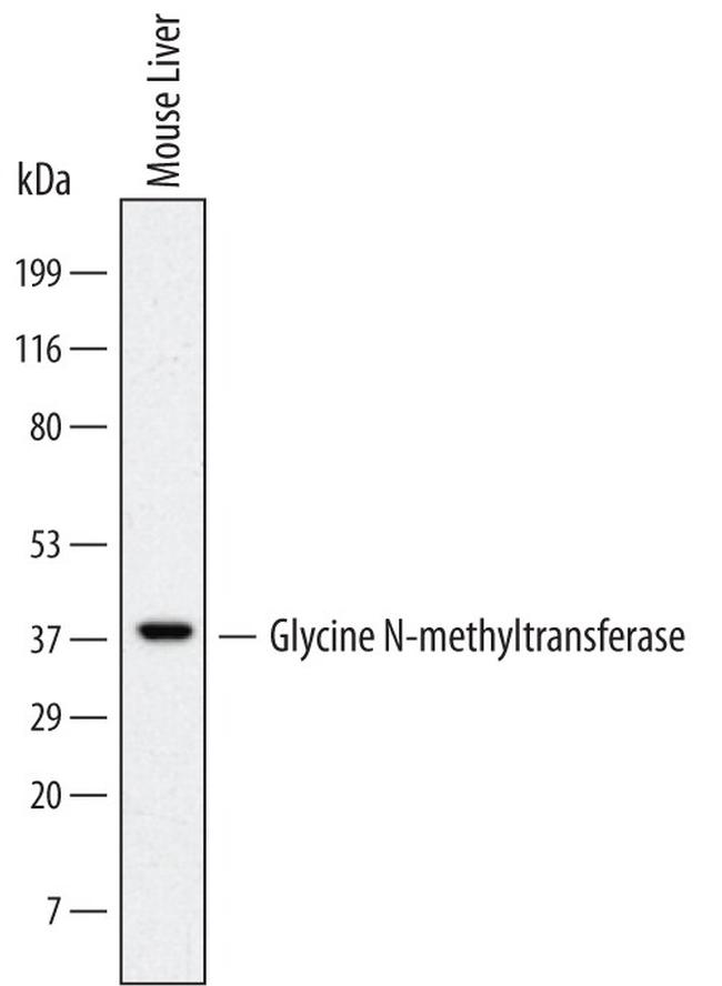 GNMT Antibody in Western Blot (WB)