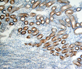 Plet1 Antibody in Immunohistochemistry (Frozen) (IHC (F))