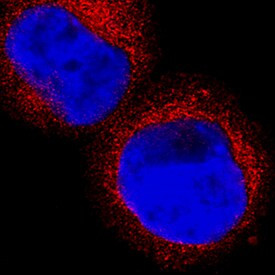 HPGDS Antibody in Immunocytochemistry (ICC/IF)