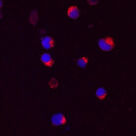 MIB2 Antibody in Immunocytochemistry (ICC/IF)