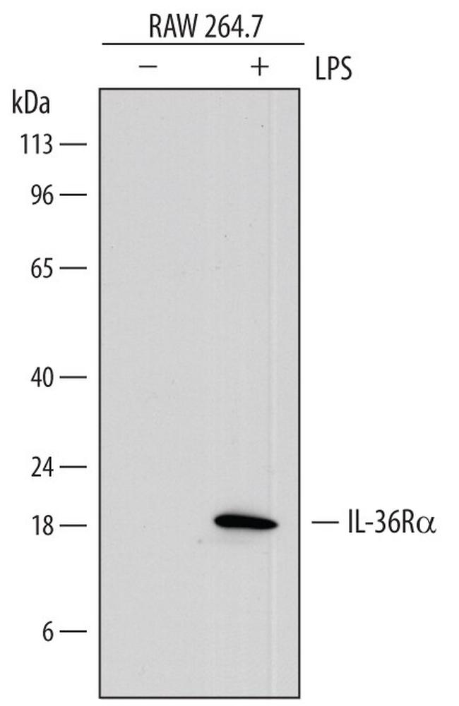 IL1F5 Antibody in Western Blot (WB)