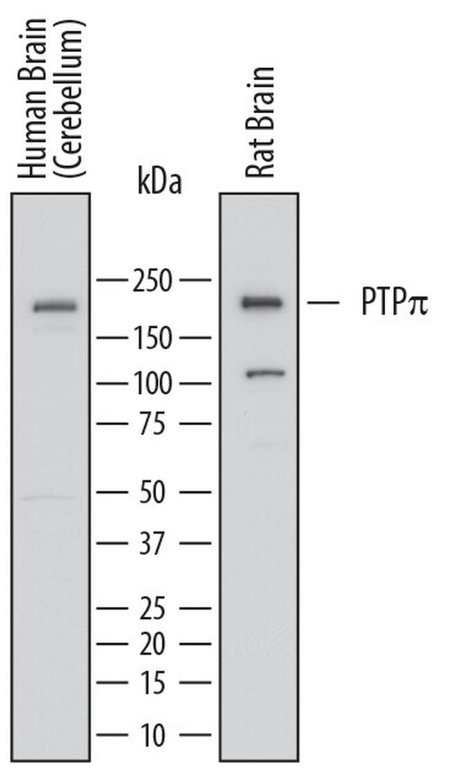 PTPRU Antibody in Western Blot (WB)
