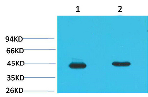 HAO1 Antibody in Western Blot (WB)