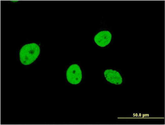 NOL4 Antibody in Immunocytochemistry (ICC/IF)