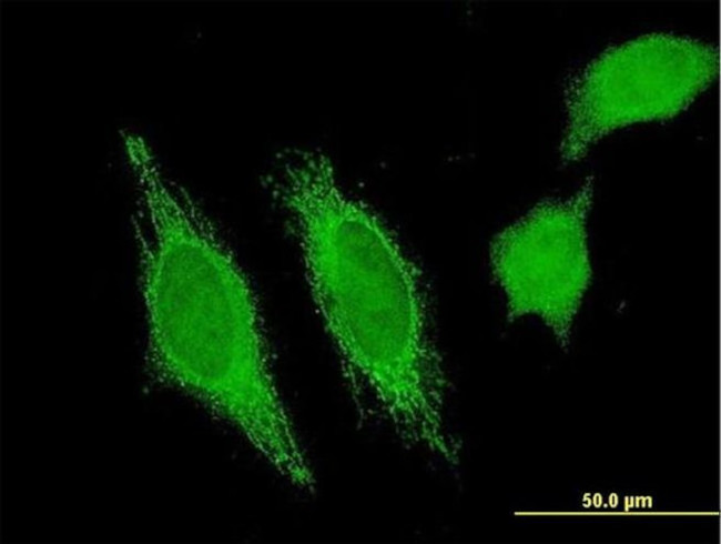 HHLA3 Antibody in Immunocytochemistry (ICC/IF)