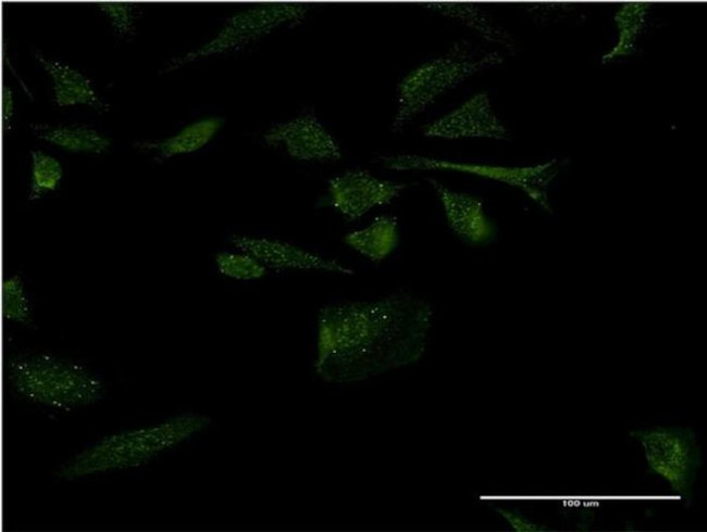 RANGRF Antibody in Immunocytochemistry (ICC/IF)