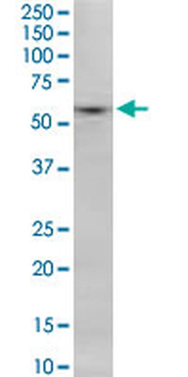 SNX8 Antibody in Western Blot (WB)