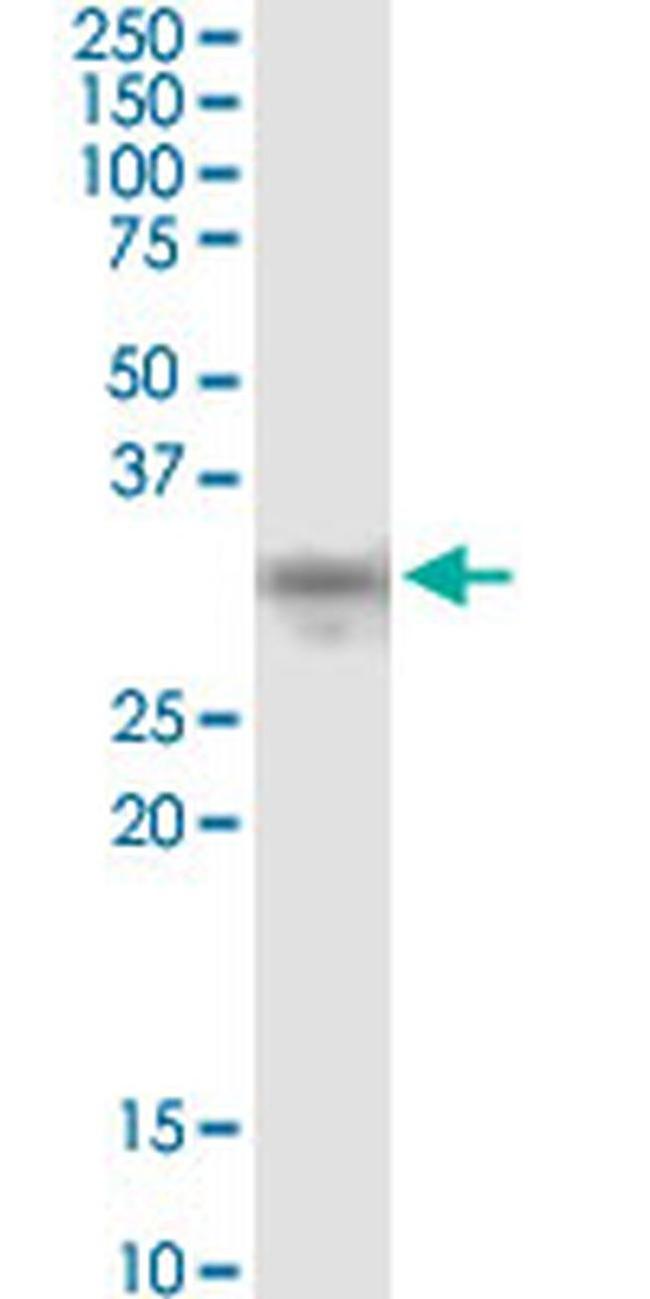 NDFIP2 Antibody in Western Blot (WB)