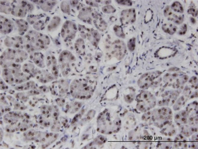 PMFBP1 Antibody in Immunohistochemistry (Paraffin) (IHC (P))