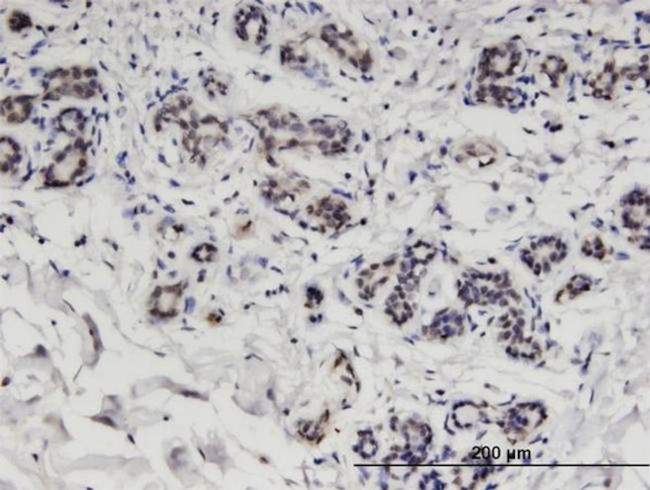 CCDC115 Antibody in Immunohistochemistry (Paraffin) (IHC (P))