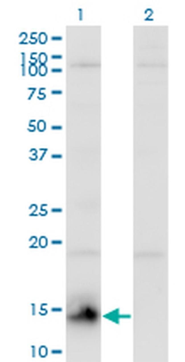 CHURC1 Antibody in Western Blot (WB)