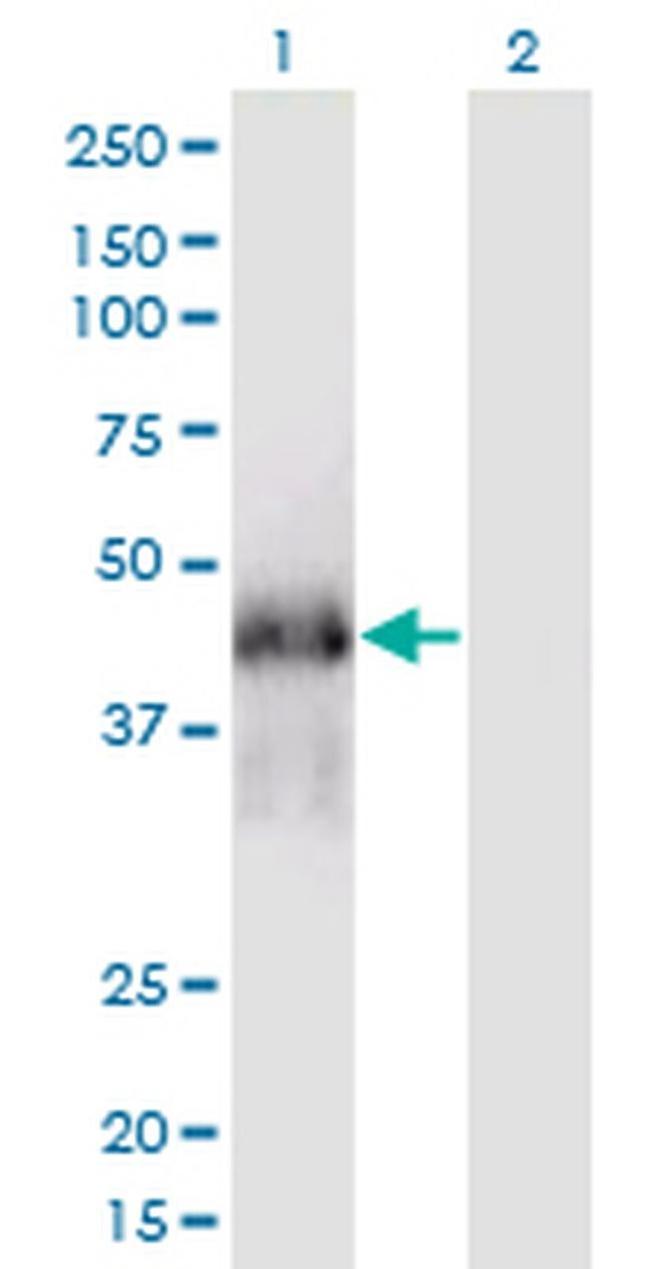 FAM122A Antibody in Western Blot (WB)