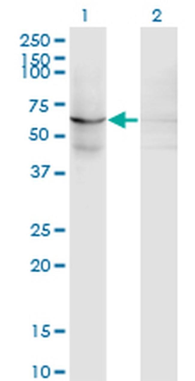 EFHC1 Antibody in Western Blot (WB)