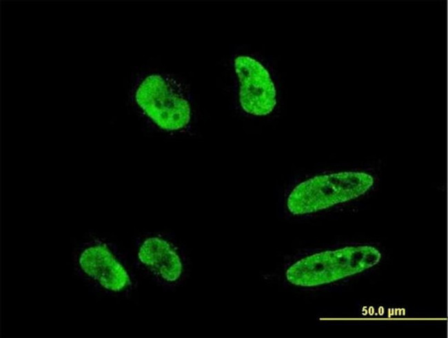 RNF151 Antibody in Immunocytochemistry (ICC/IF)