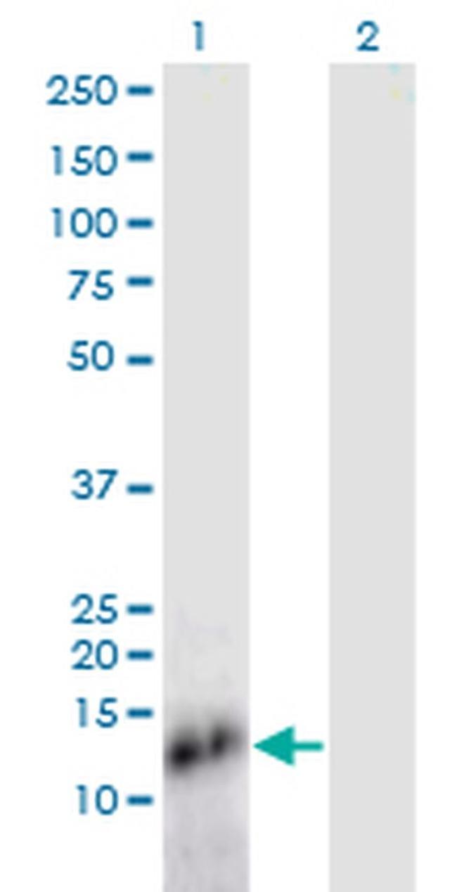 SPRR4 Antibody in Western Blot (WB)