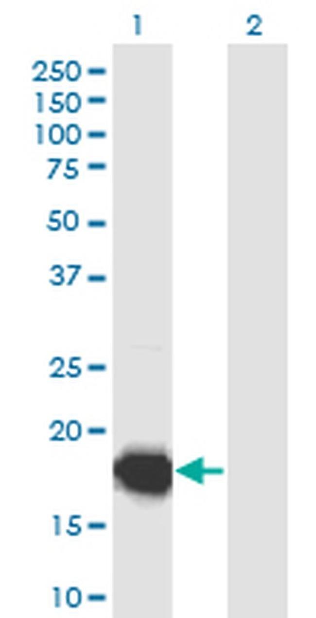 UBL4B Antibody in Western Blot (WB)