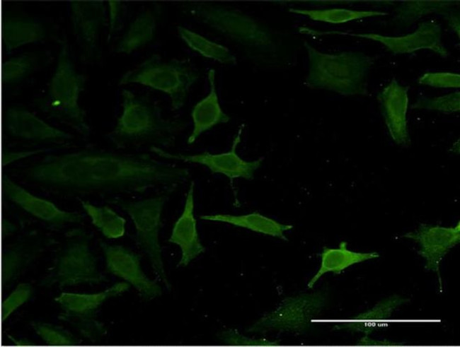 C14orf129 Antibody in Immunocytochemistry (ICC/IF)