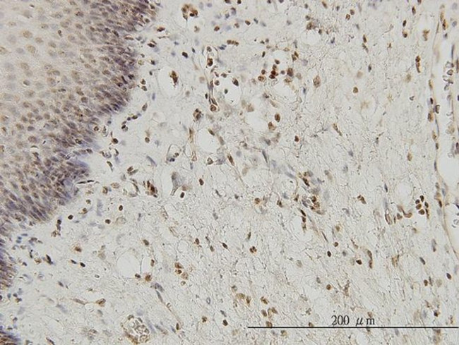 HYI Antibody in Immunohistochemistry (Paraffin) (IHC (P))
