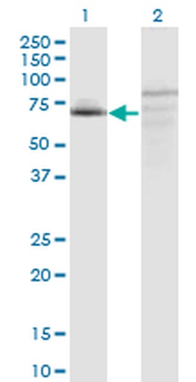 C7orf38 Antibody in Western Blot (WB)
