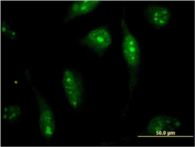 Calpain 15 Antibody in Immunocytochemistry (ICC/IF)