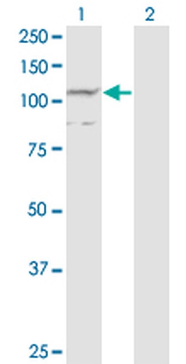 PCDHA7 Antibody in Western Blot (WB)