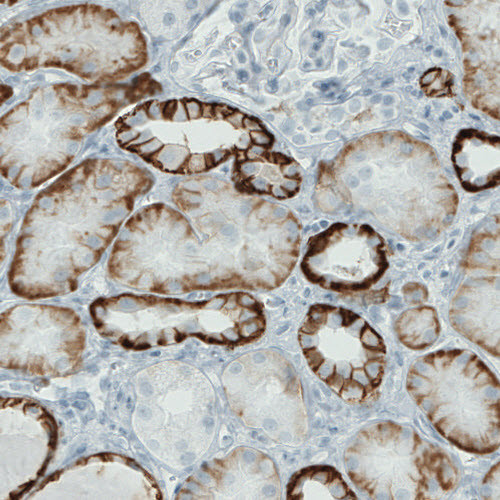 Carbonic Anhydrase XII Antibody in Immunohistochemistry (Paraffin) (IHC (P))